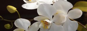 PRODUCTOS DE BELLEZA y TRATAMIENTO