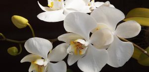 PRODUCTOS DE BELLEZA y TRATAMIENTO